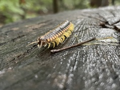 Apheloriini