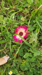 Cleretum bellidiforme