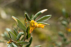 Grevillea chrysophaea