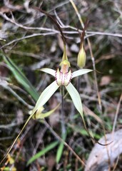 Caladenia venusta