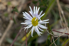 Brachyscome multifida