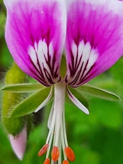 Pelargonium papilionaceum