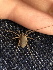 Oligolophinae
