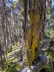 Chrysothrix candelaris