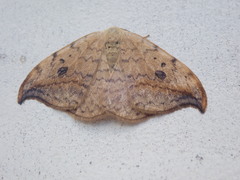 Drepana falcataria
