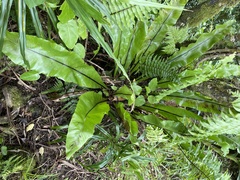 Asplenium nidus