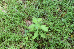 Rauvolfia