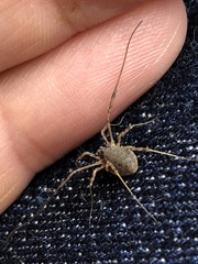 Oligolophinae