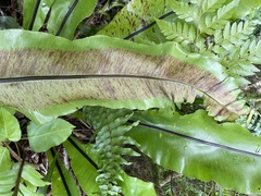 Asplenium nidus