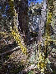 Chrysothrix candelaris