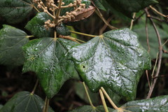 Sinopanax formosanus