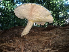 Neolentinus
