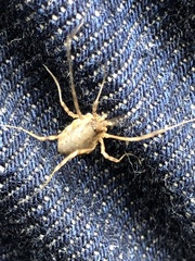 Oligolophinae