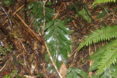 Blechnum colensoi