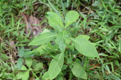 Rauvolfia