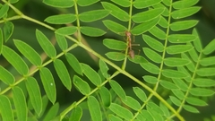 Oecophylla smaragdina