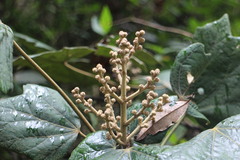 Sinopanax formosanus