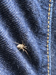 Oligolophinae