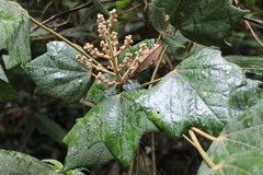 Sinopanax formosanus