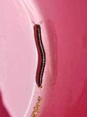 Cylindroiulus caeruleocinctus