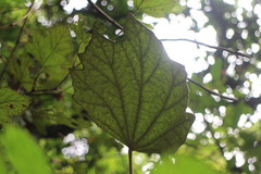 Sinopanax formosanus