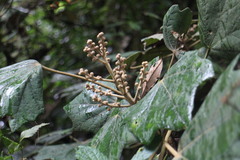 Sinopanax formosanus