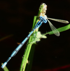 Enallagma doubledayi