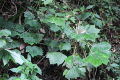 Sinopanax formosanus