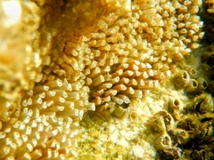 Stramonita haemastoma