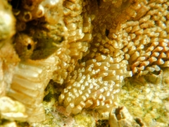 Stramonita haemastoma