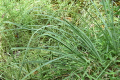 Cyperus ligularis