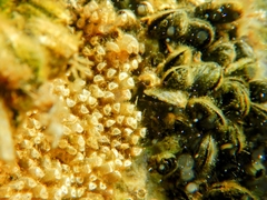 Stramonita haemastoma
