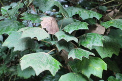 Sinopanax formosanus