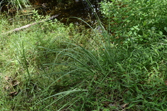 Cyperus ligularis