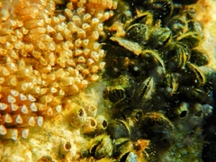 Stramonita haemastoma