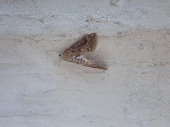 Parapoynx stratiotata