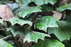 Sinopanax formosanus