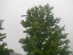 Acer nigrum