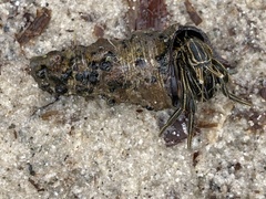 Clibanarius taeniatus