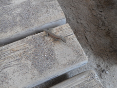 Phoenicolacerta laevis