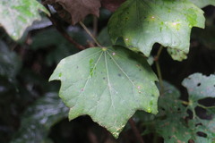 Sinopanax formosanus