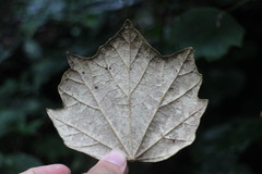 Sinopanax formosanus
