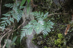 Davallia trichomanoides