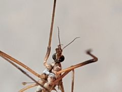 Tipula paludosa