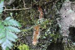 Davallia trichomanoides