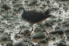 Amaurornis phoenicurus