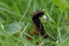 Argynnis hyperbius