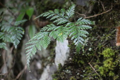 Davallia trichomanoides