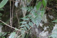 Davallia trichomanoides