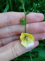 Verbascum blattaria